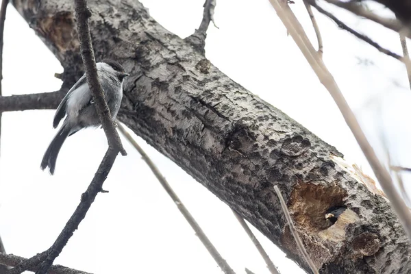 Chickadee — Φωτογραφία Αρχείου