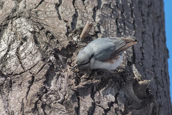 Nuthatch — Stock Photo, Image