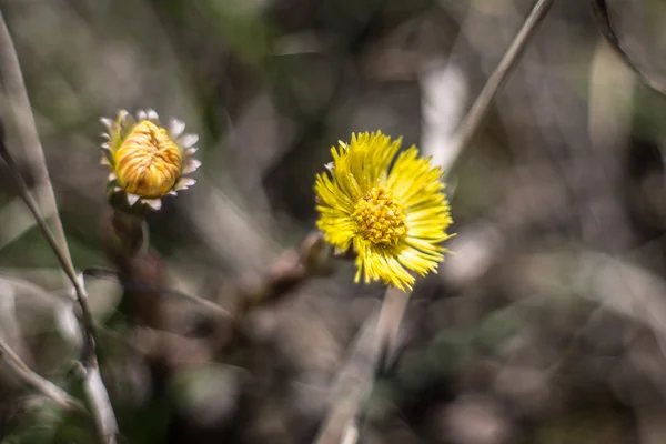 Primroses — Stock Photo, Image