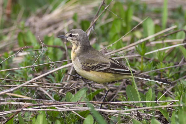 Yellow wagtail — Stock Photo, Image