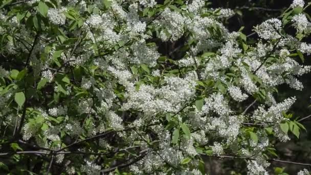 Bird-cherry — Stock Video