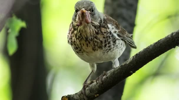 Fieldfare (turdus pilaris ) — стокове відео