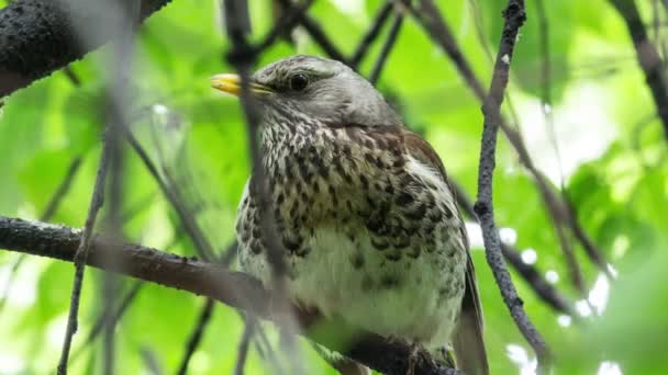 Caminho de ferro, (Turdus pilaris ) — Vídeo de Stock