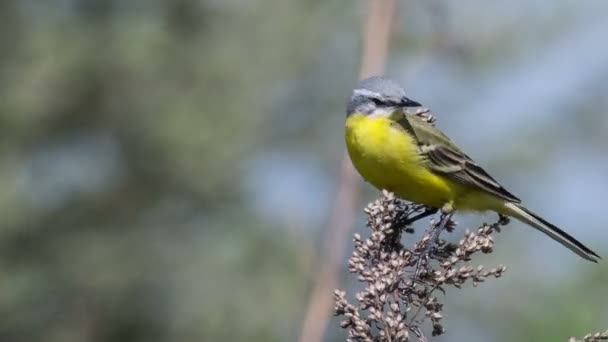 Yellow wagtail — Stock Video