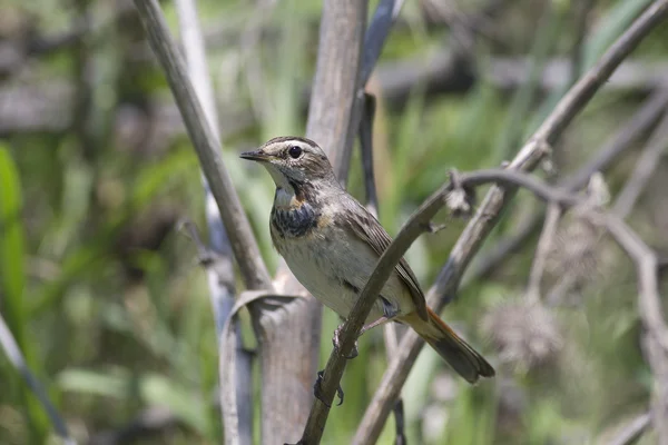 Bluethroat — Stock Photo, Image