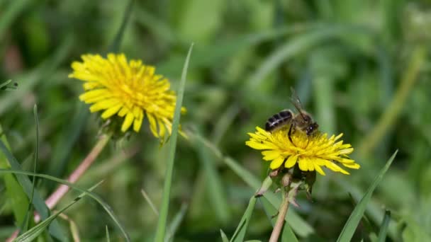 Bee op paardenbloem — Stockvideo