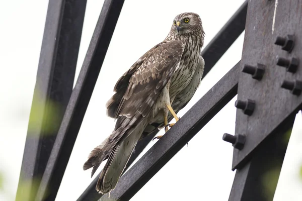 Noordse kiekendief — Stockfoto