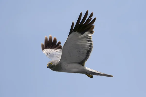 Northern Harrier — Stock Photo, Image