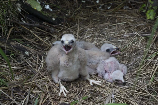 Chicks Northern Harrier — Φωτογραφία Αρχείου