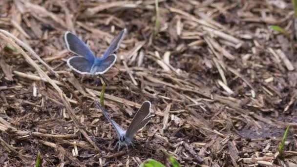 Синій метелик — стокове відео