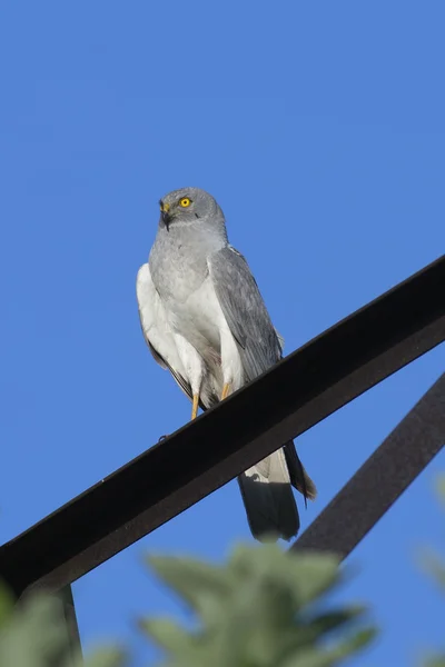 Kuzey harrier — Stok fotoğraf