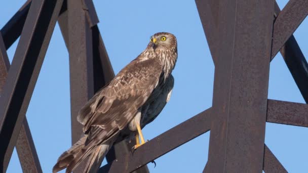 Northern Harrier — Stock Video