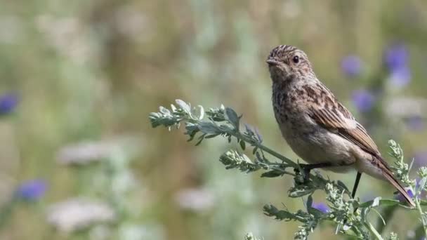 Yavru kuş stonechat — Stok video