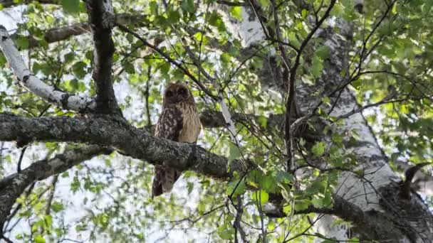 Short-eared Owl — Stock Video