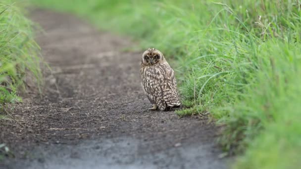 Short-eared Owl — Stock Video