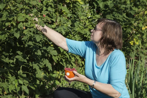 Gardener — Stock Photo, Image