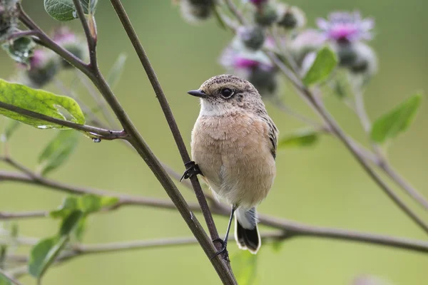 Fledgling stonechat — Stock Photo, Image