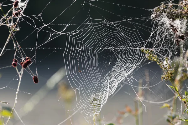 Spinnennetz — Stockfoto