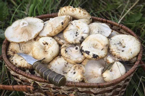 Cesta con setas — Foto de Stock