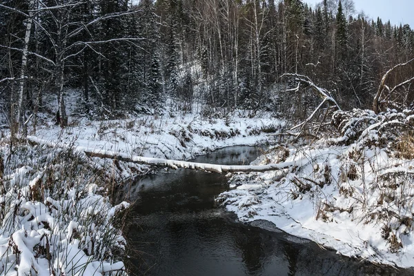 Rivier onder de naaldhout bos — Stockfoto