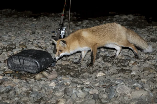 赤狐は夜に付属 — ストック写真