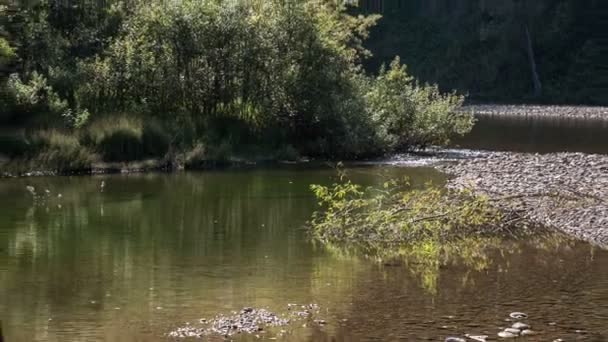 Brokovnice stojí na vyhaslé ohně na břehu řeky — Stock video