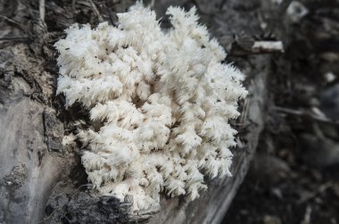mantar Hericium coralloides