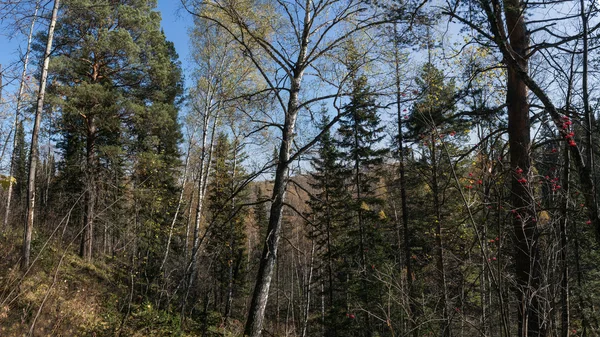 Őszi erdő őszi — Stock Fotó