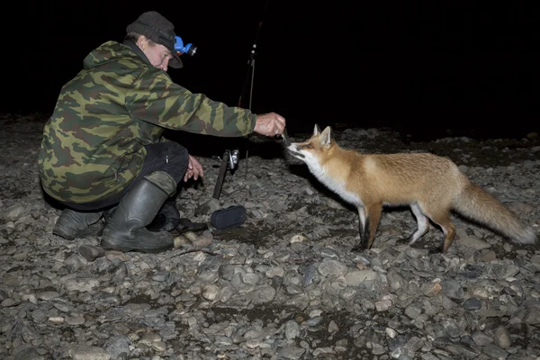 Fox çok yakın geldi — Stok fotoğraf