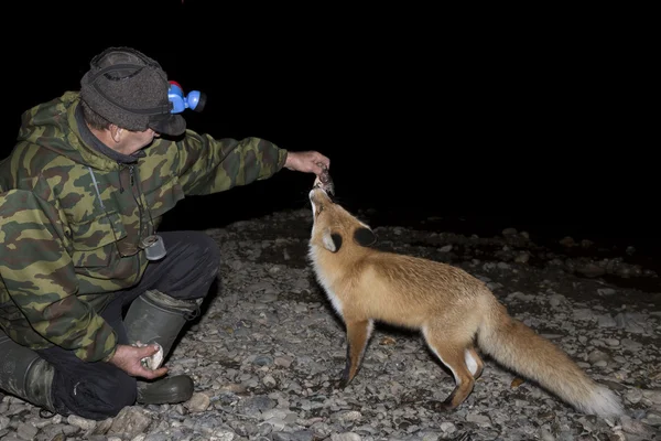 Raposa vermelha veio à noite a pescadores — Fotografia de Stock