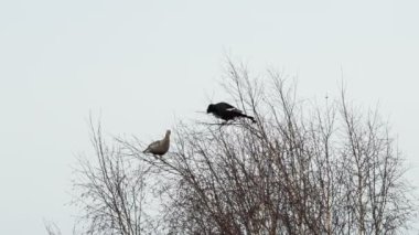 Kara Orman Tavuğu ağaç başında besleme