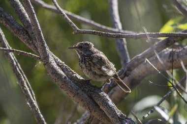 Bluethroat (Luscinia svecica) oturur bir dalda yavru büyüdü
