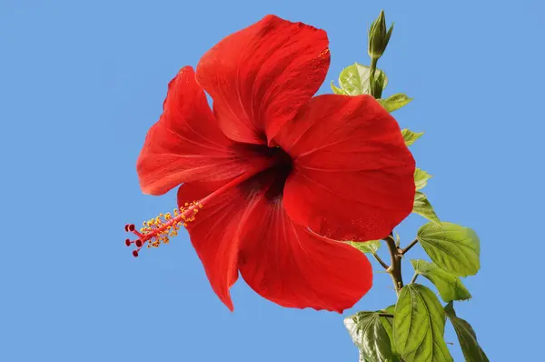 Rode hibiscus bloemen op een blauwe achtergrond — Stockfoto