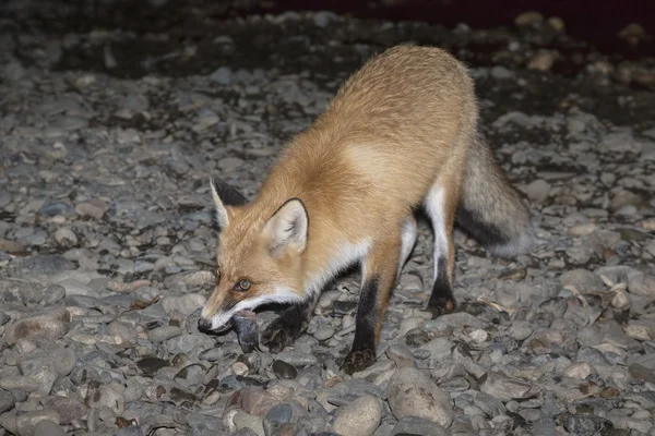 赤狐は夜魚を食べる — ストック写真