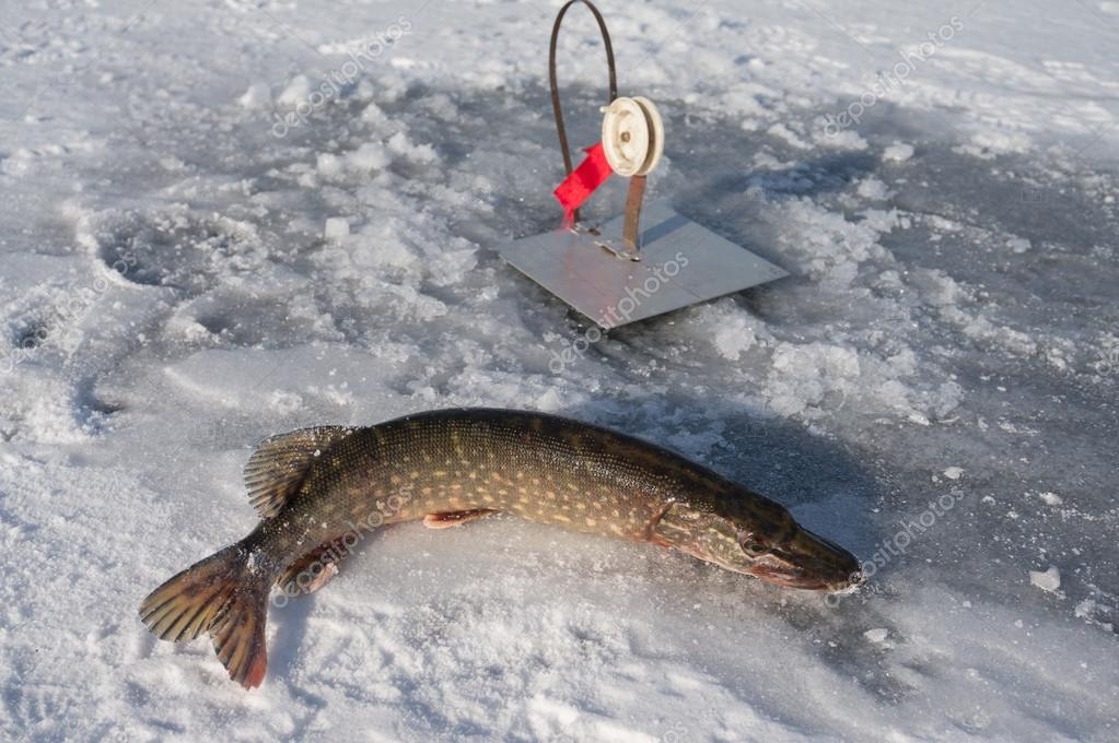 Pike caught on winter fishing rod in the winter fishing Stock Photo by  ©Ohotnik 90690916