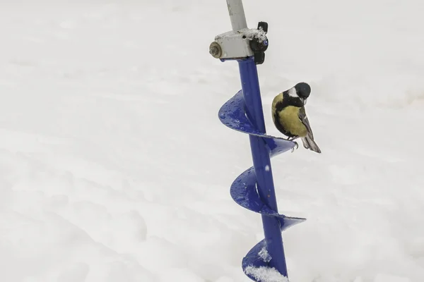 Great Tit (Parus major) assis sur des vis à glace — Photo