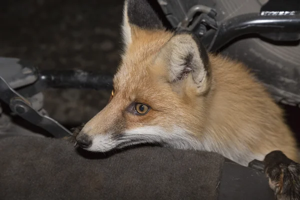 Fox veio para os pescadores à noite e olha para o porta-malas de um carro — Fotografia de Stock