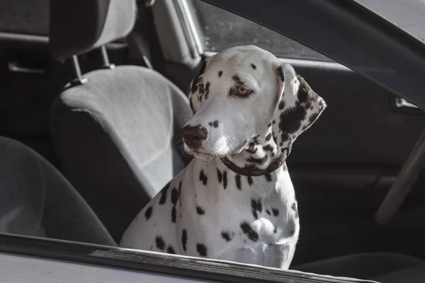 Dog dalmatian sitting in the car — Stock Photo, Image