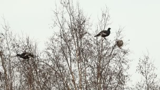 Black grouse feed — Stock Video