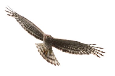 Kuzey Harrier (Circus cyaneus) dişi uçuşta beyaz arka plan üzerinde izole