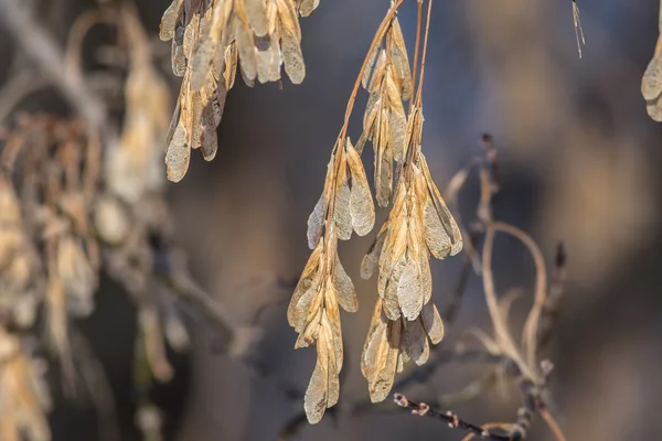 Zaden van de esdoorn hangen aan de bomen in de winter — Stockfoto