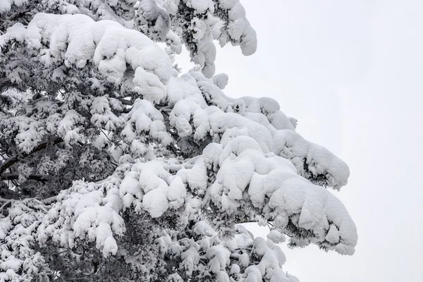 El pino en la nieve — Foto de Stock