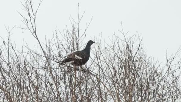 Black grouse feed on the tops of birches — Stock Video