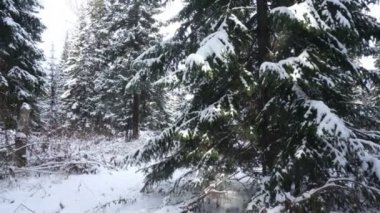 İğne yapraklı ağaçlar kış orman kar ile kaplı