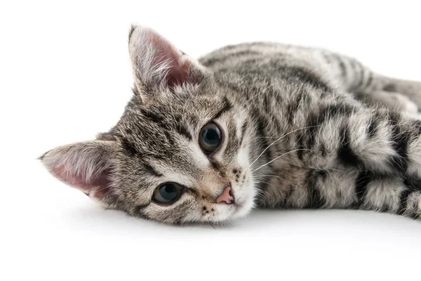 Серый полосатый котёнок — стоковое фото