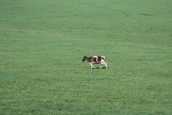 Koe in het weiland — Stockfoto