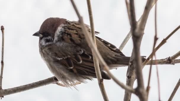 Sparrow sitting on a tree branch — Stock Video