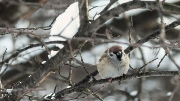 Sparrow sitting on a tree branch — Stock Video