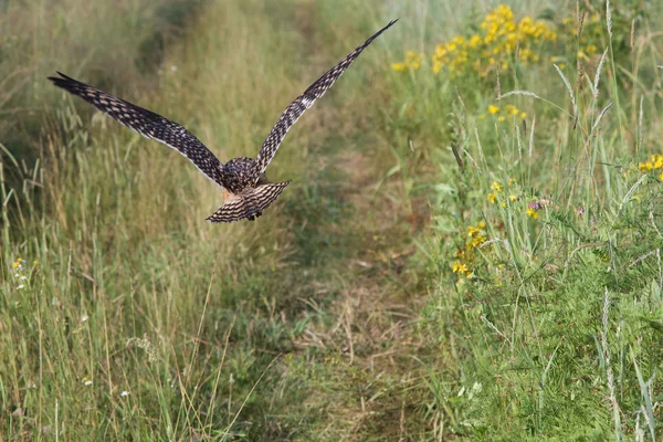 Owl flies low over the overgrown footpath — Stock Photo, Image