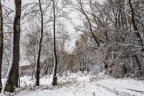 La primera nieve cayó en el bosque de invierno — Foto de Stock